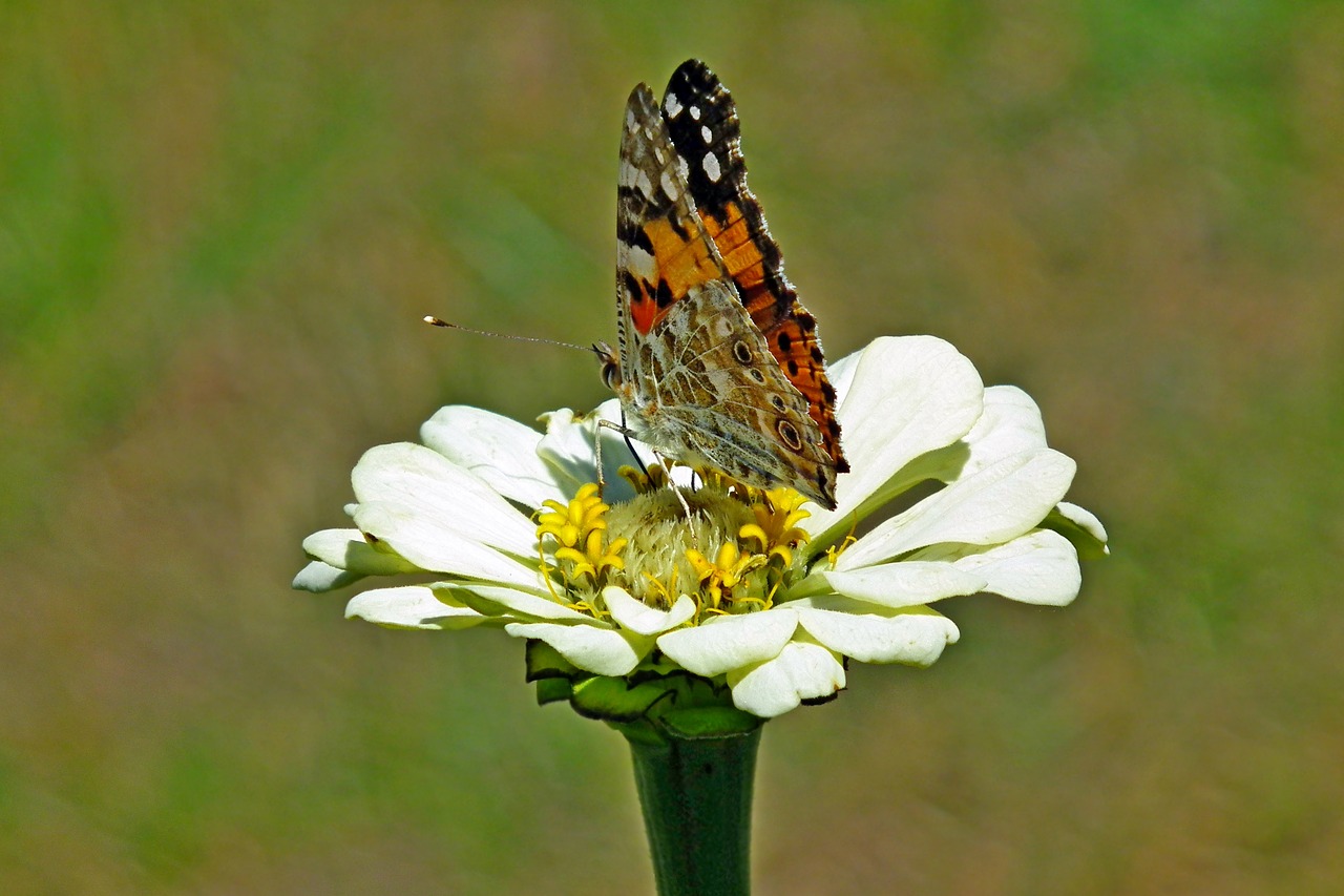 butterfly  insect  flower free photo