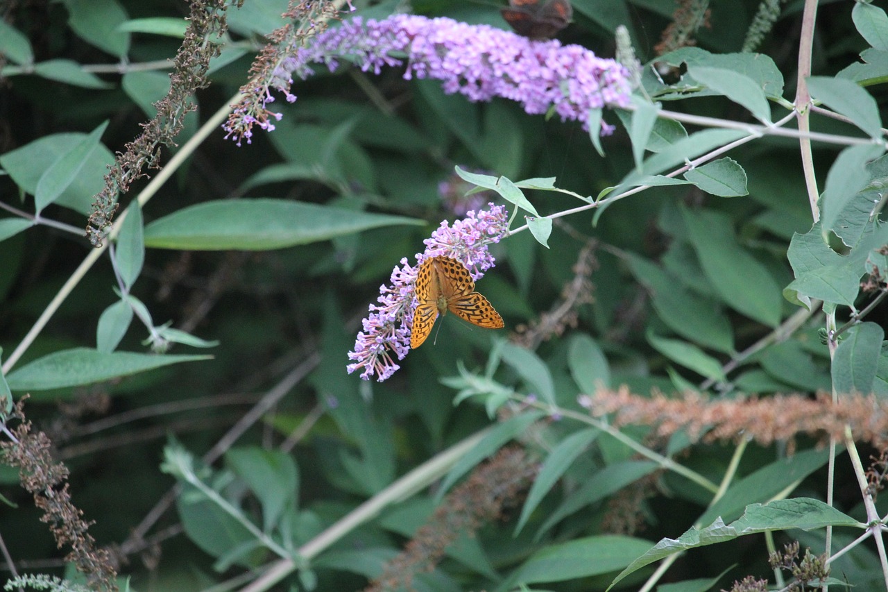 butterfly  nature  insect free photo