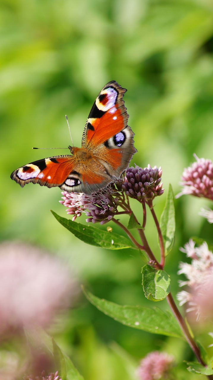 butterfly  nature  animal free photo