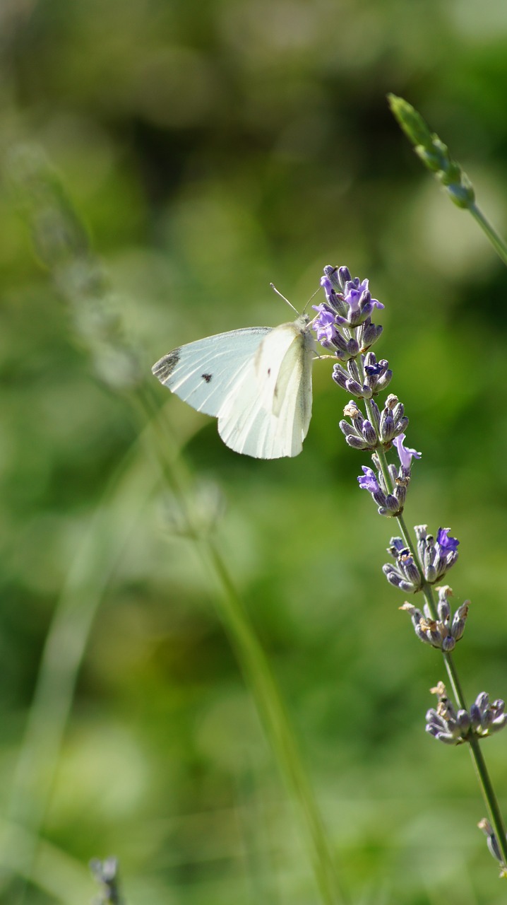 butterfly  heart  nature free photo