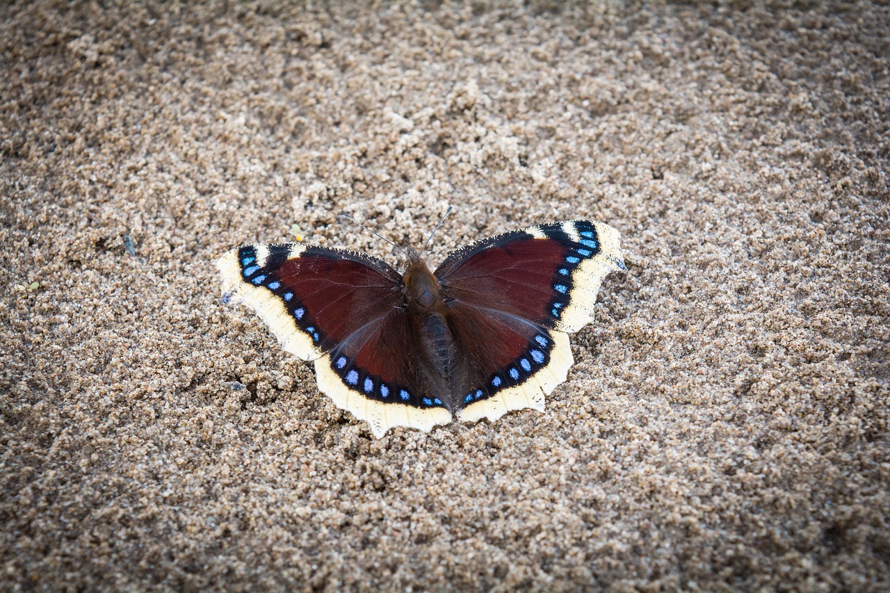 butterfly  nature  insect free photo