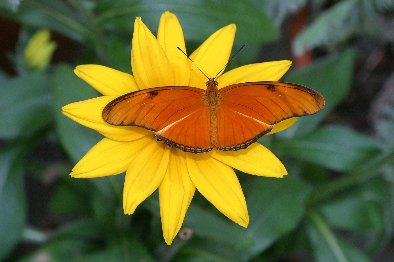 butterfly  summer  nature free photo