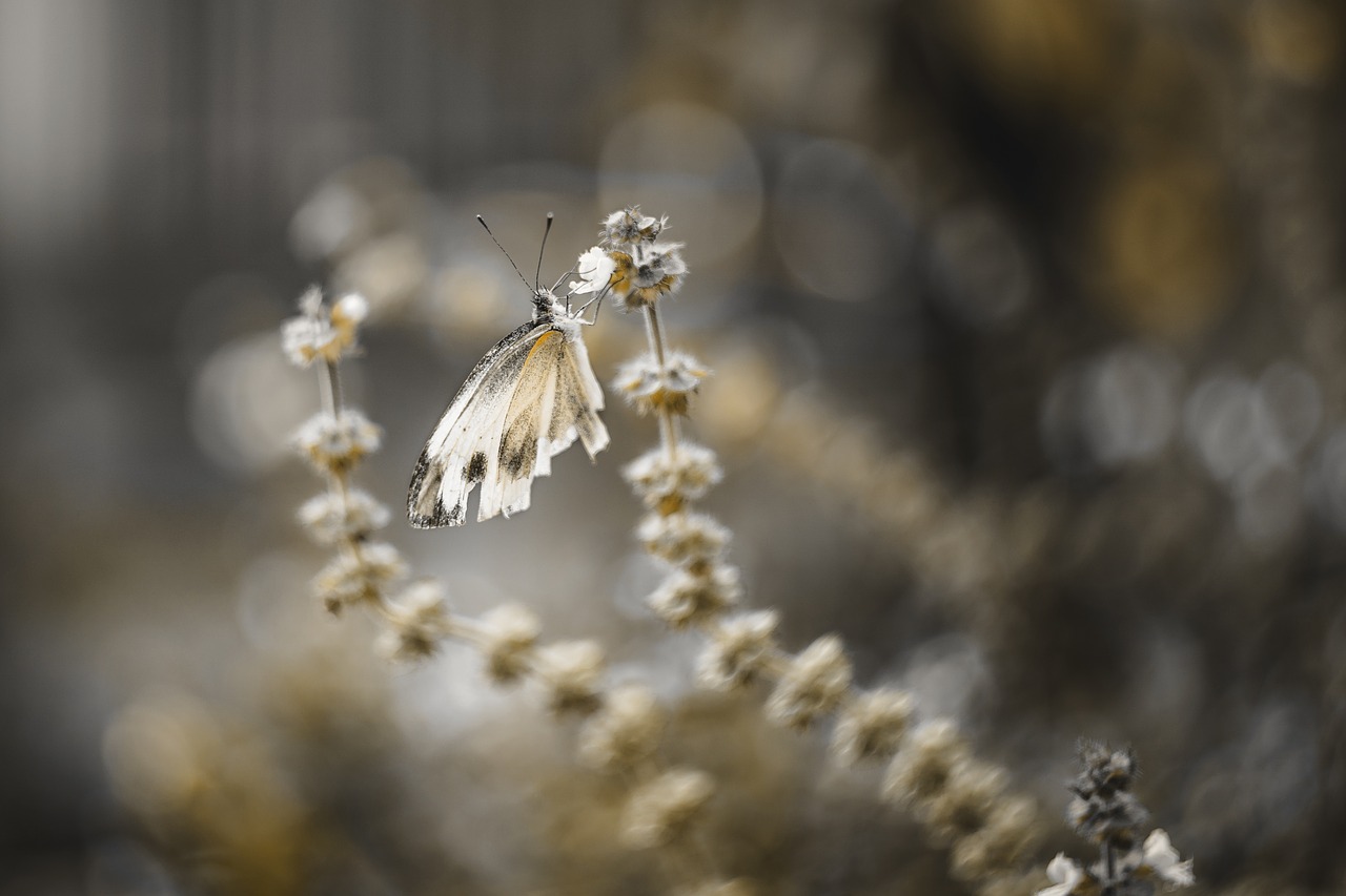 butterfly  flower  garden free photo