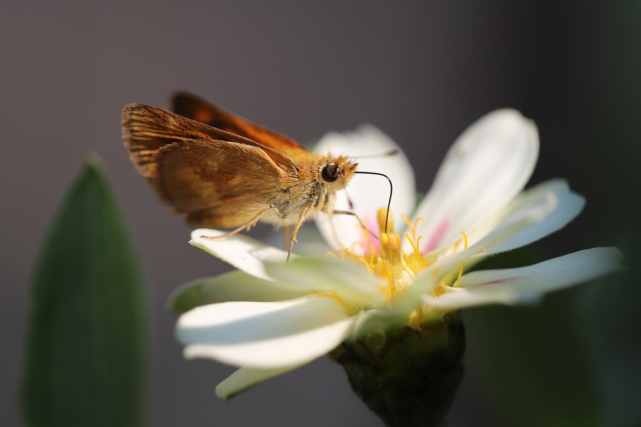 butterfly  nature  insect free photo