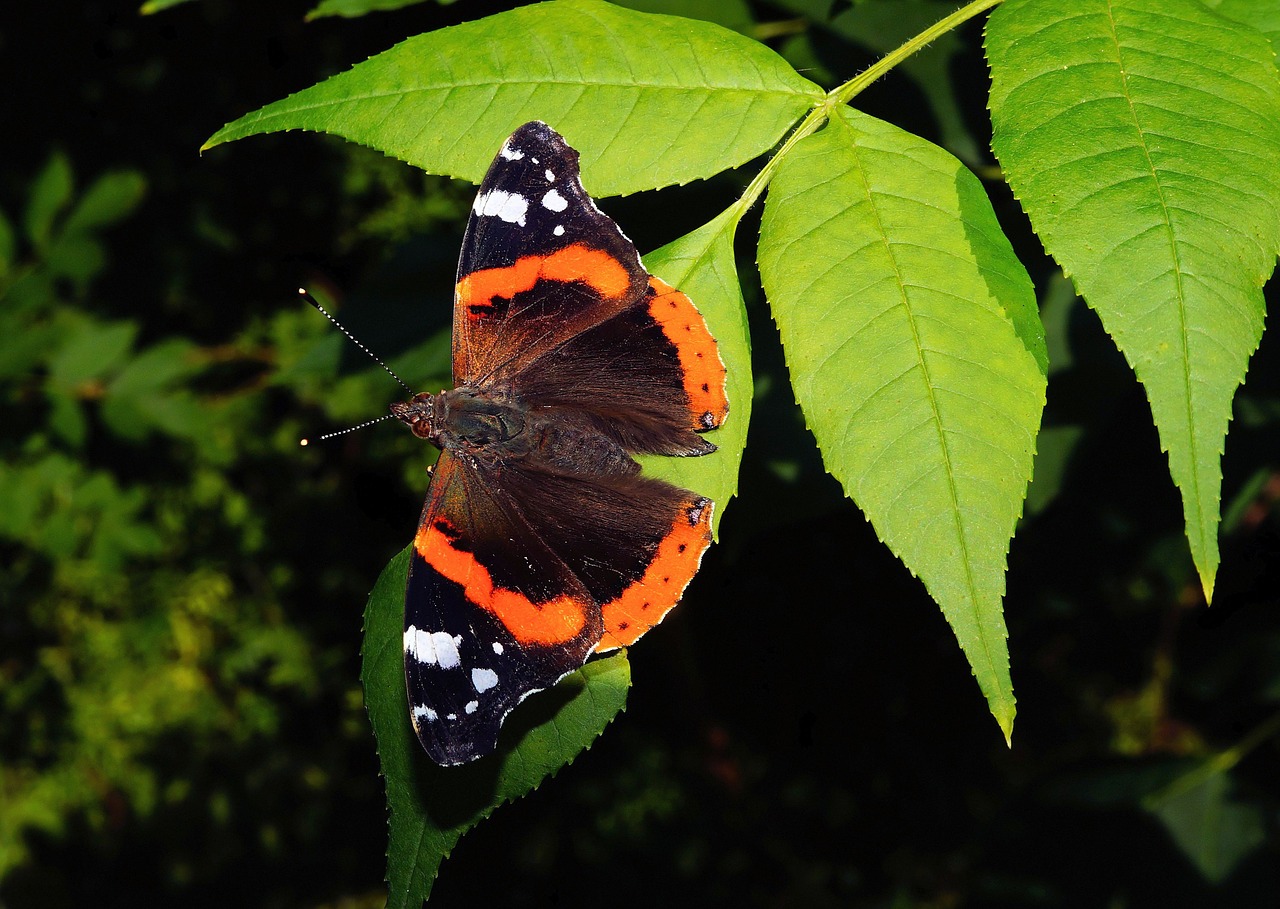 butterfly admiral fauna free photo