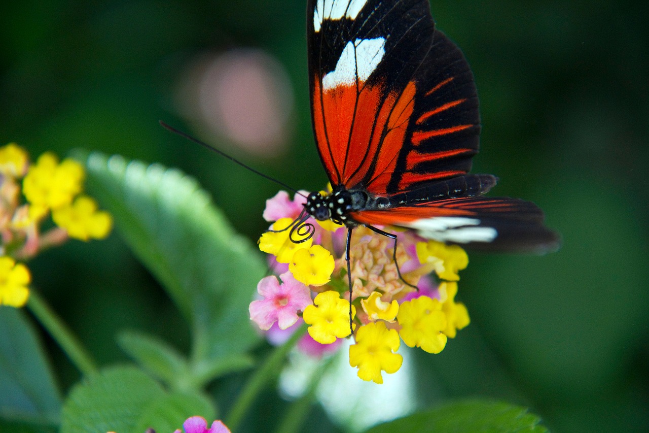 butterfly  flowers  nature free photo