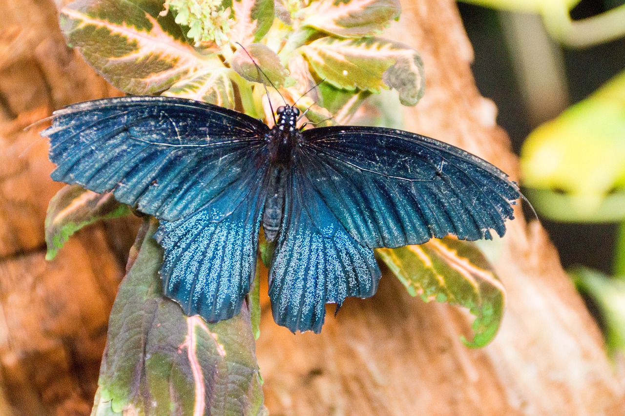 butterfly  blue  insect free photo