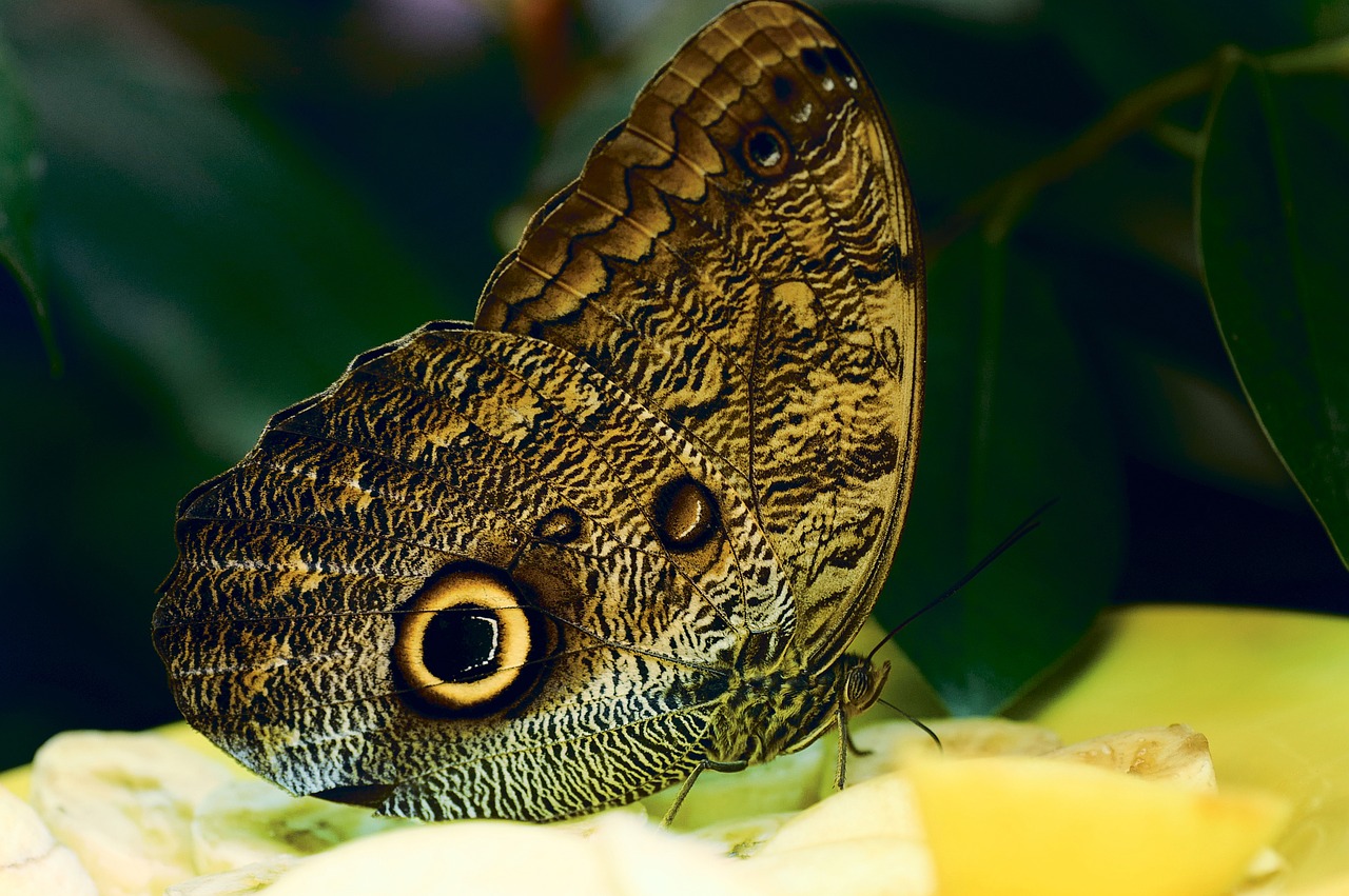 butterfly  big  beautiful free photo