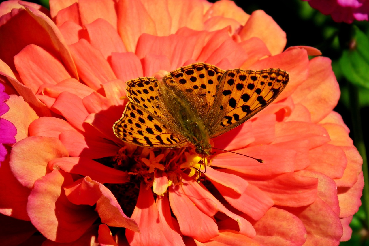 butterfly  flower  insect free photo