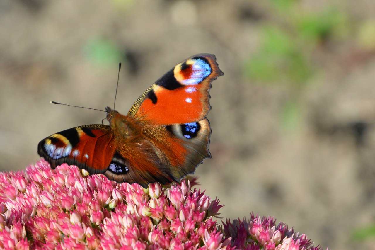 butterfly  insect  peacock butterfly free photo