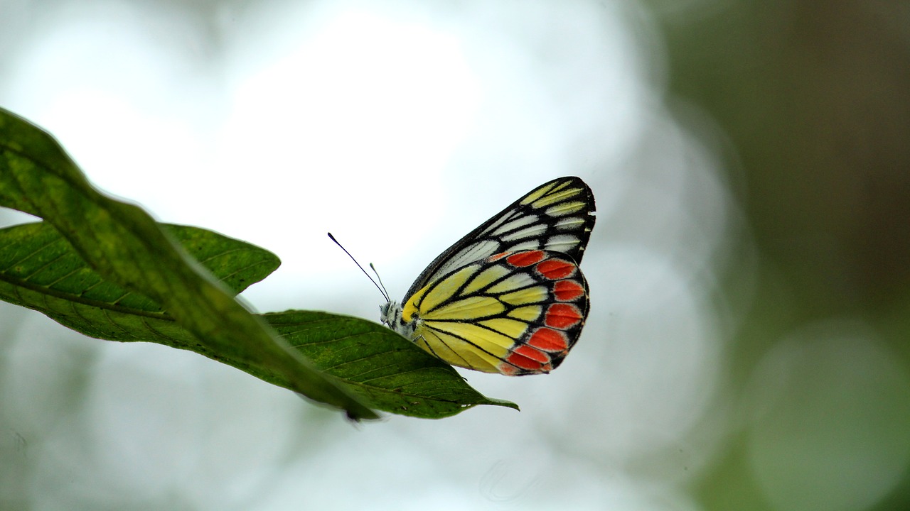 butterfly  jezebel  colorful free photo