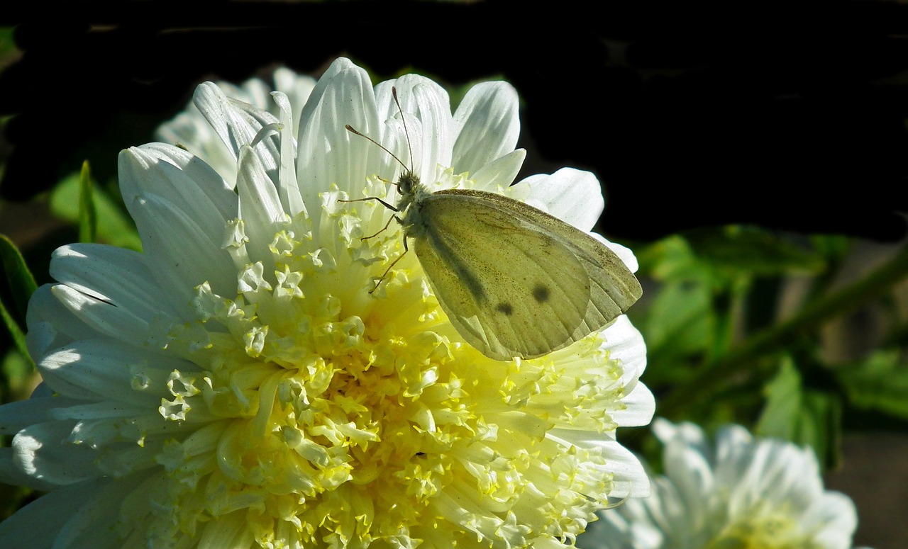 butterfly  insect  flower free photo