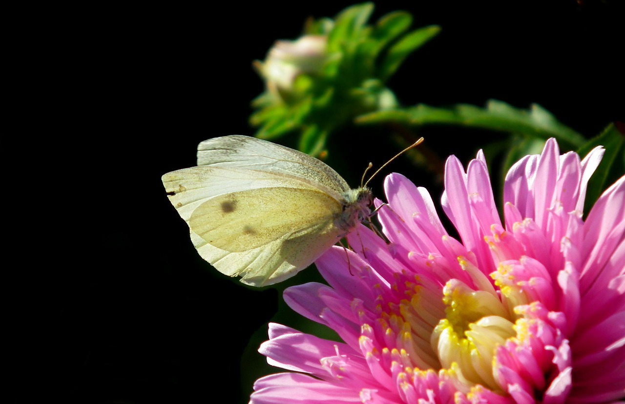 butterfly  insect  flower free photo