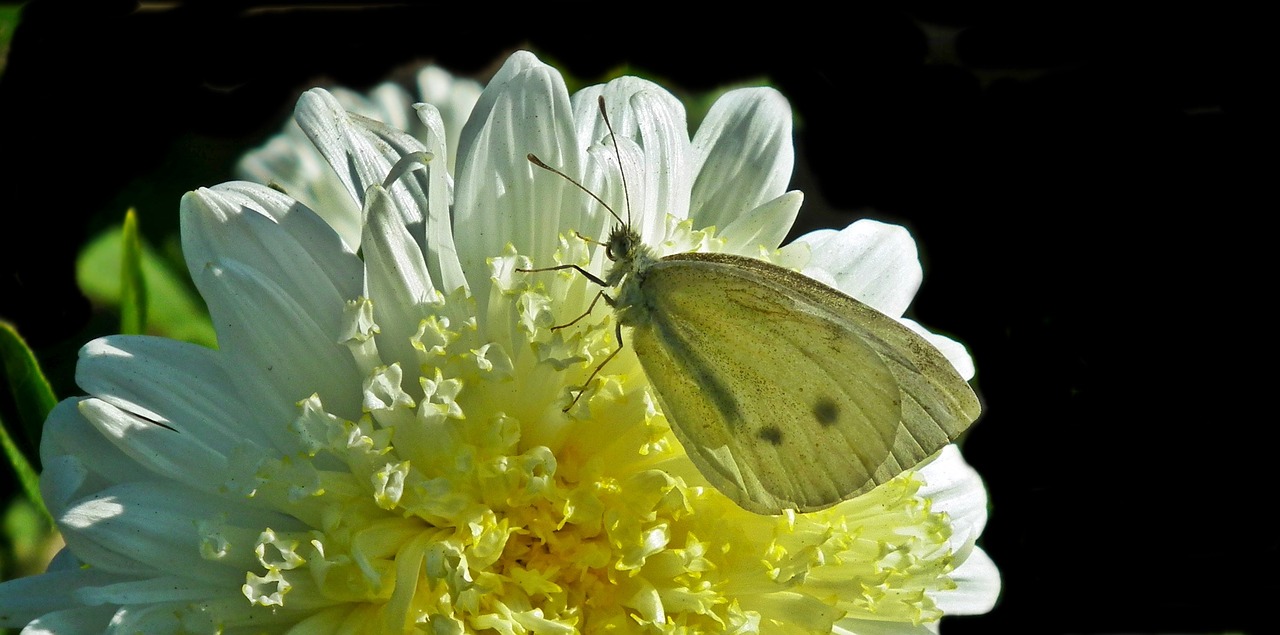 butterfly  insect  flower free photo