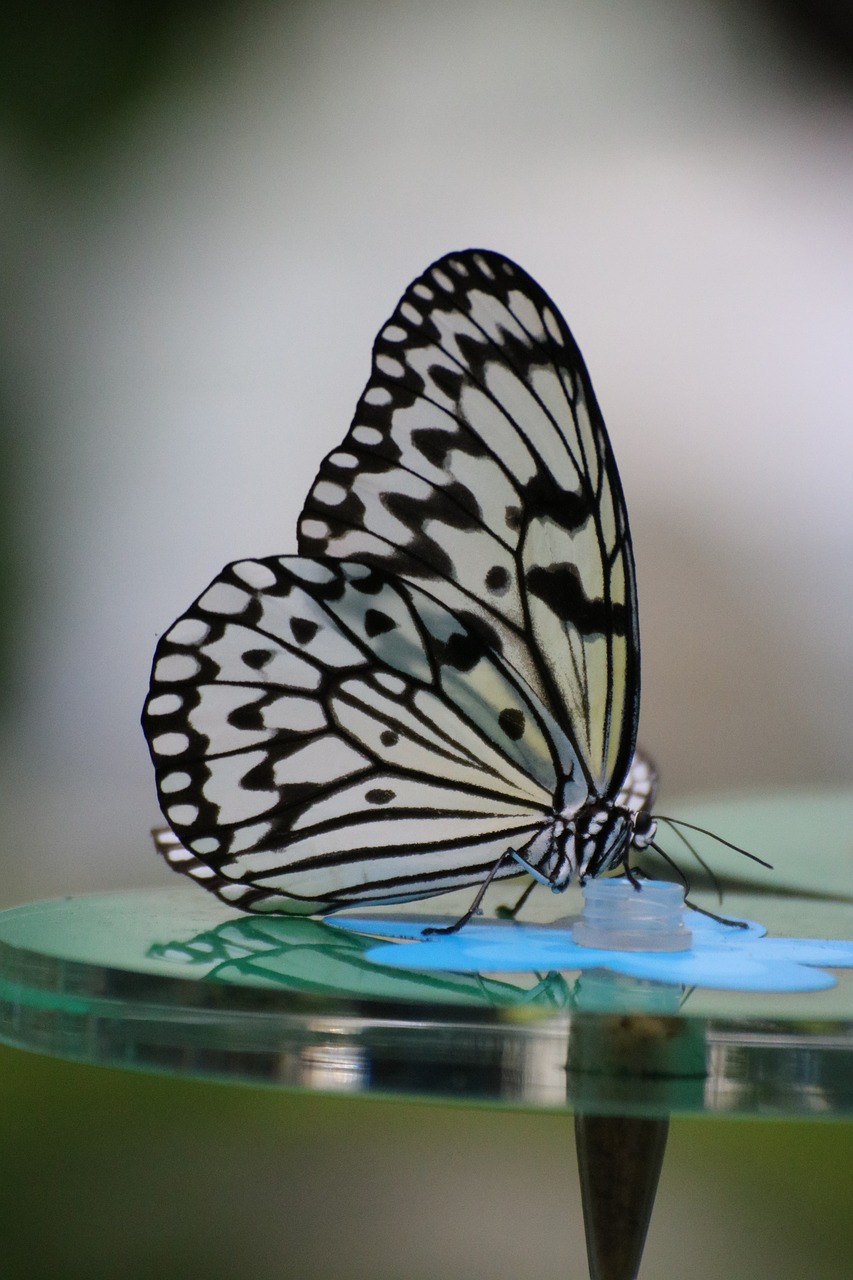 butterfly  close up  bug free photo