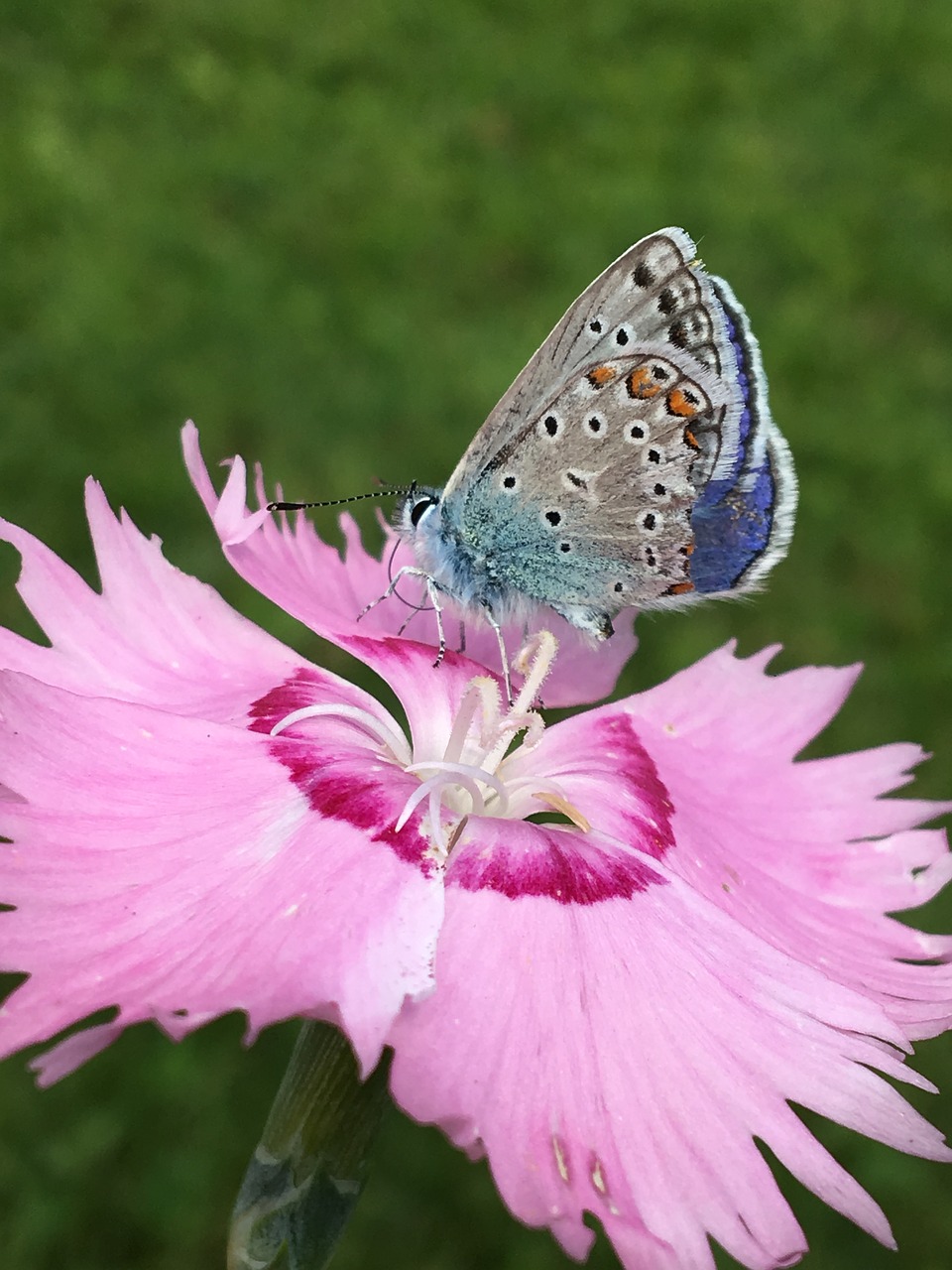 butterfly  common blue  nature free photo