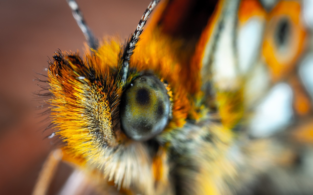 butterfly  the metalmark  lepidoptera free photo