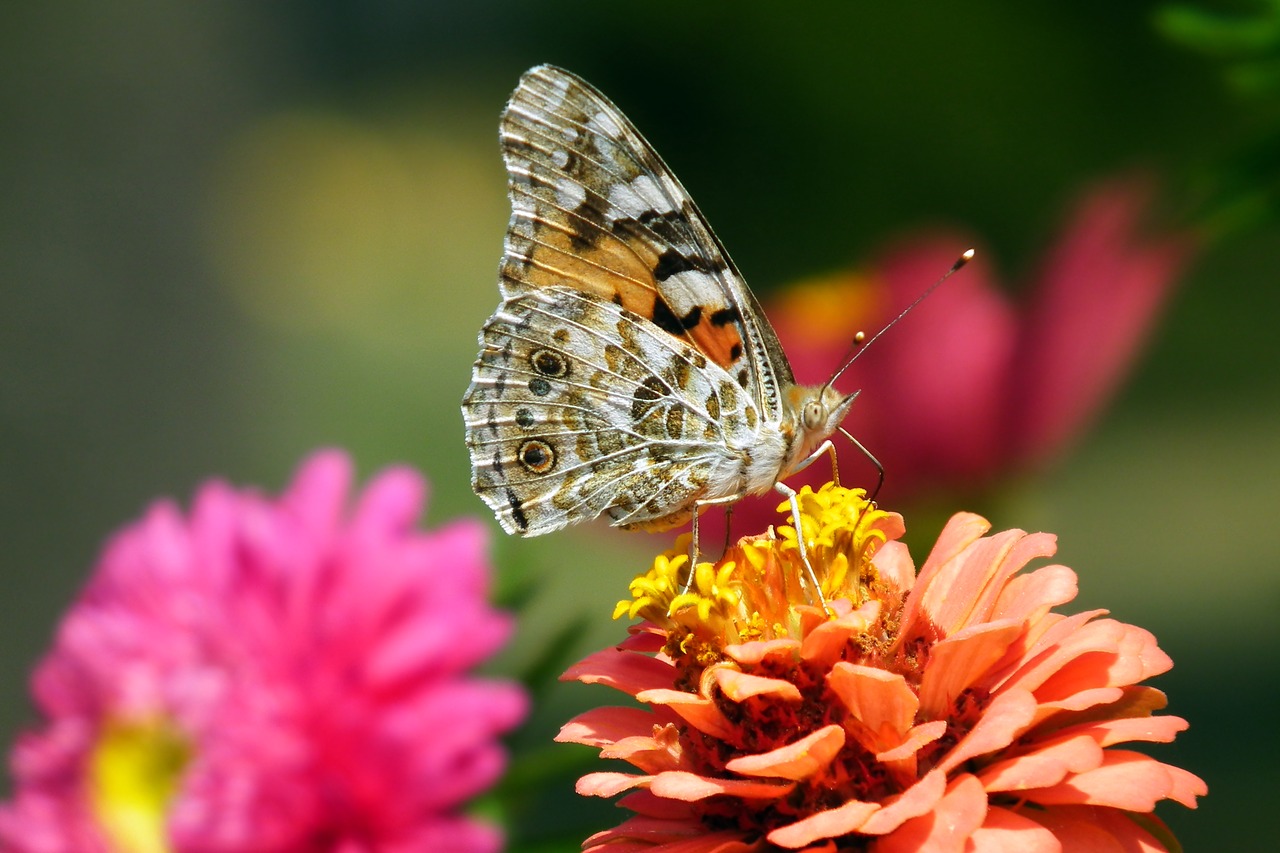 butterfly  insect  nature free photo