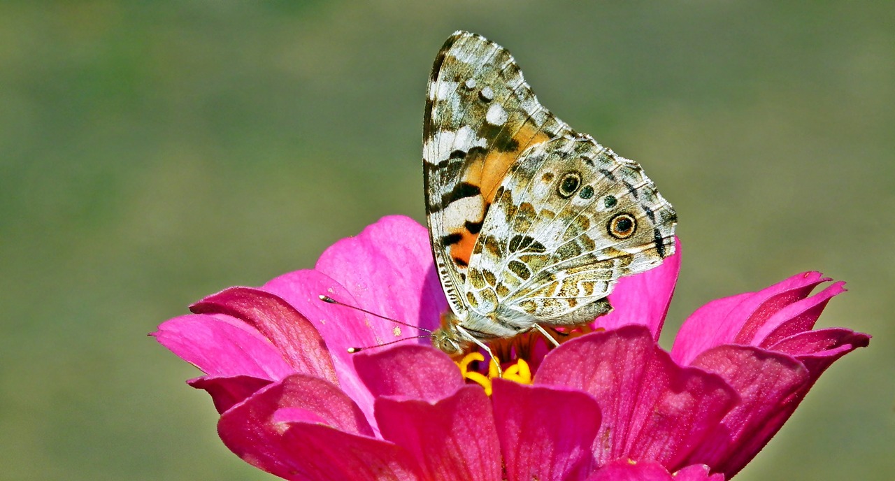 butterfly  insect  flower free photo