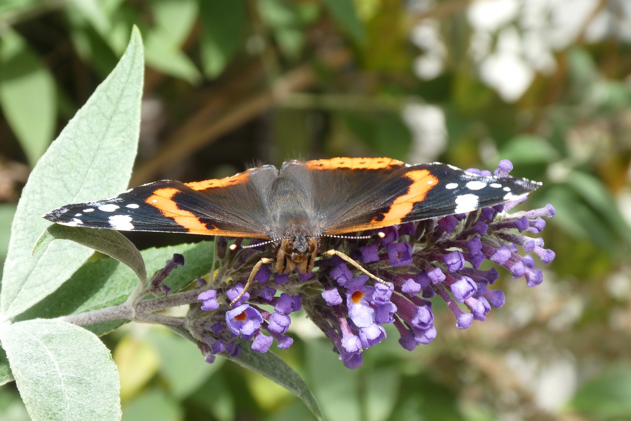 butterfly  flower  bug free photo