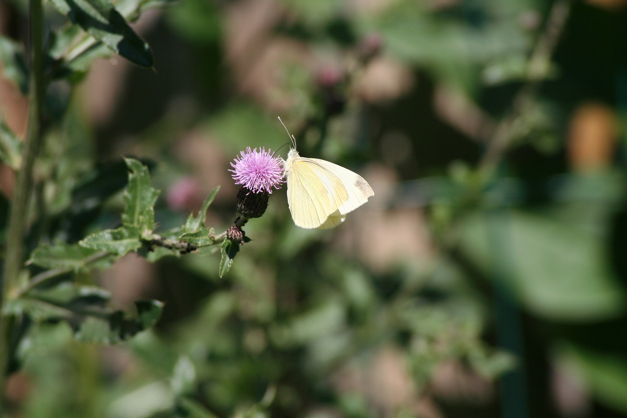 butterfly  nature  summer free photo