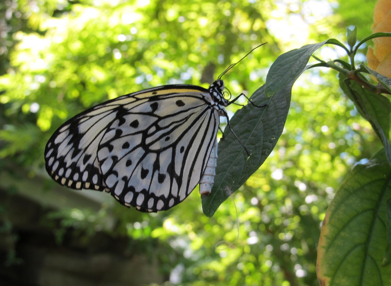 butterfly  paper kite  macro free photo