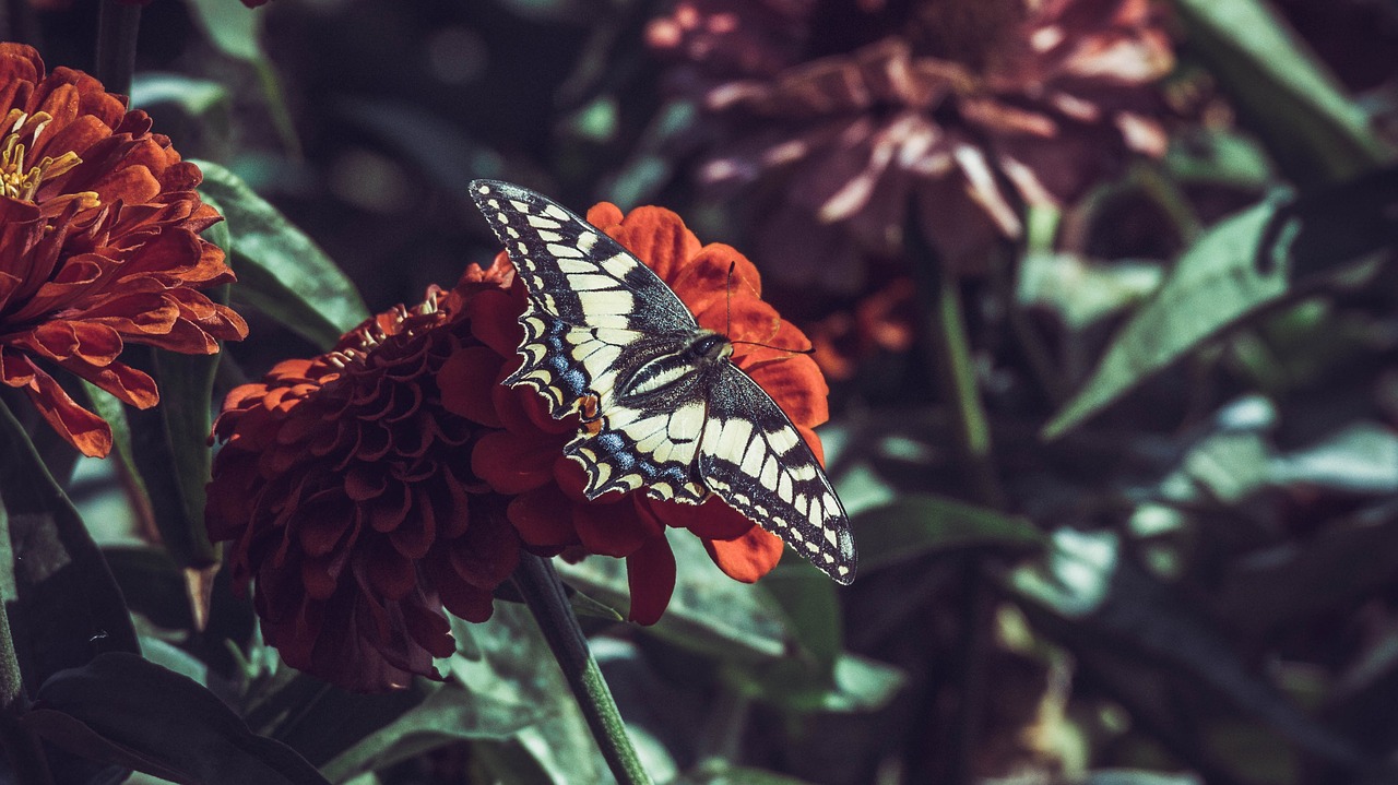 butterfly  flowers  insect free photo