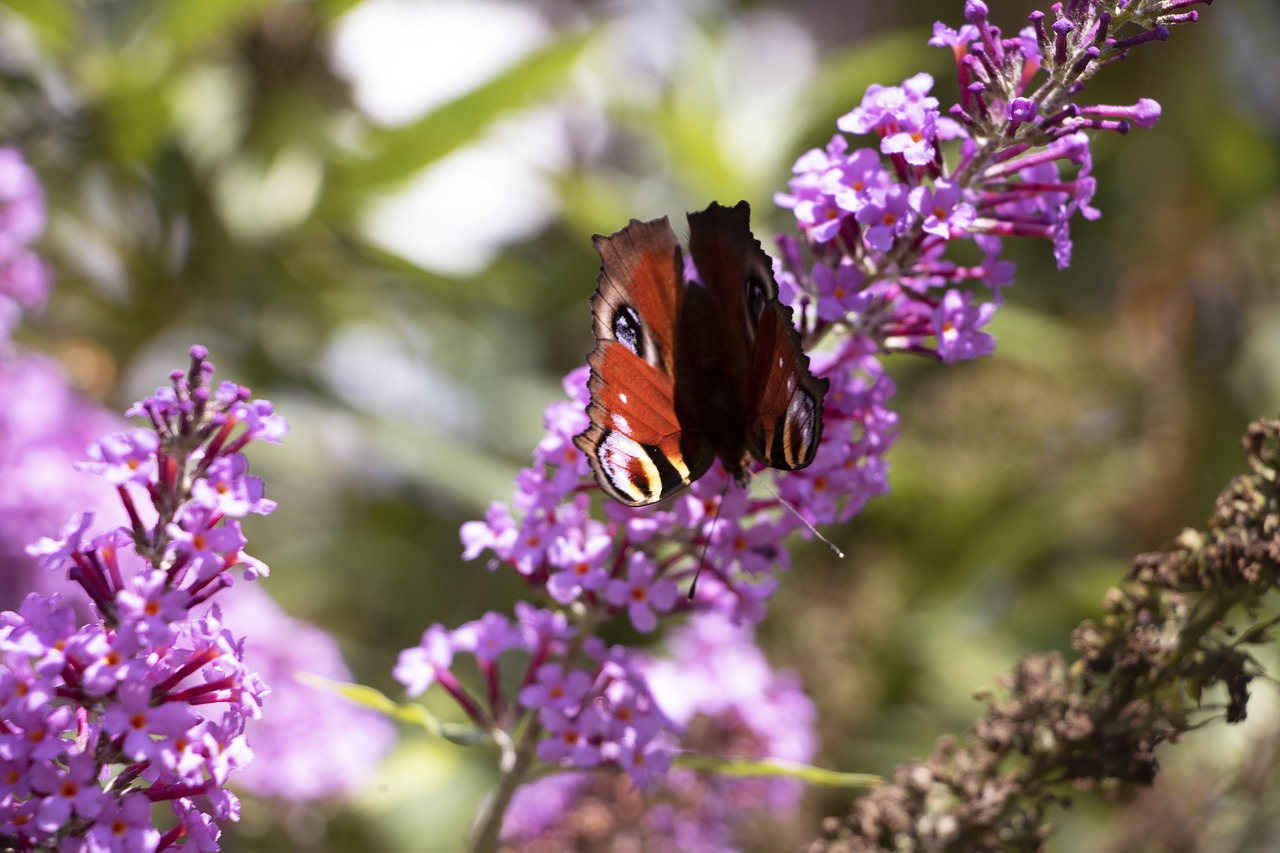 butterfly  flower  nature free photo