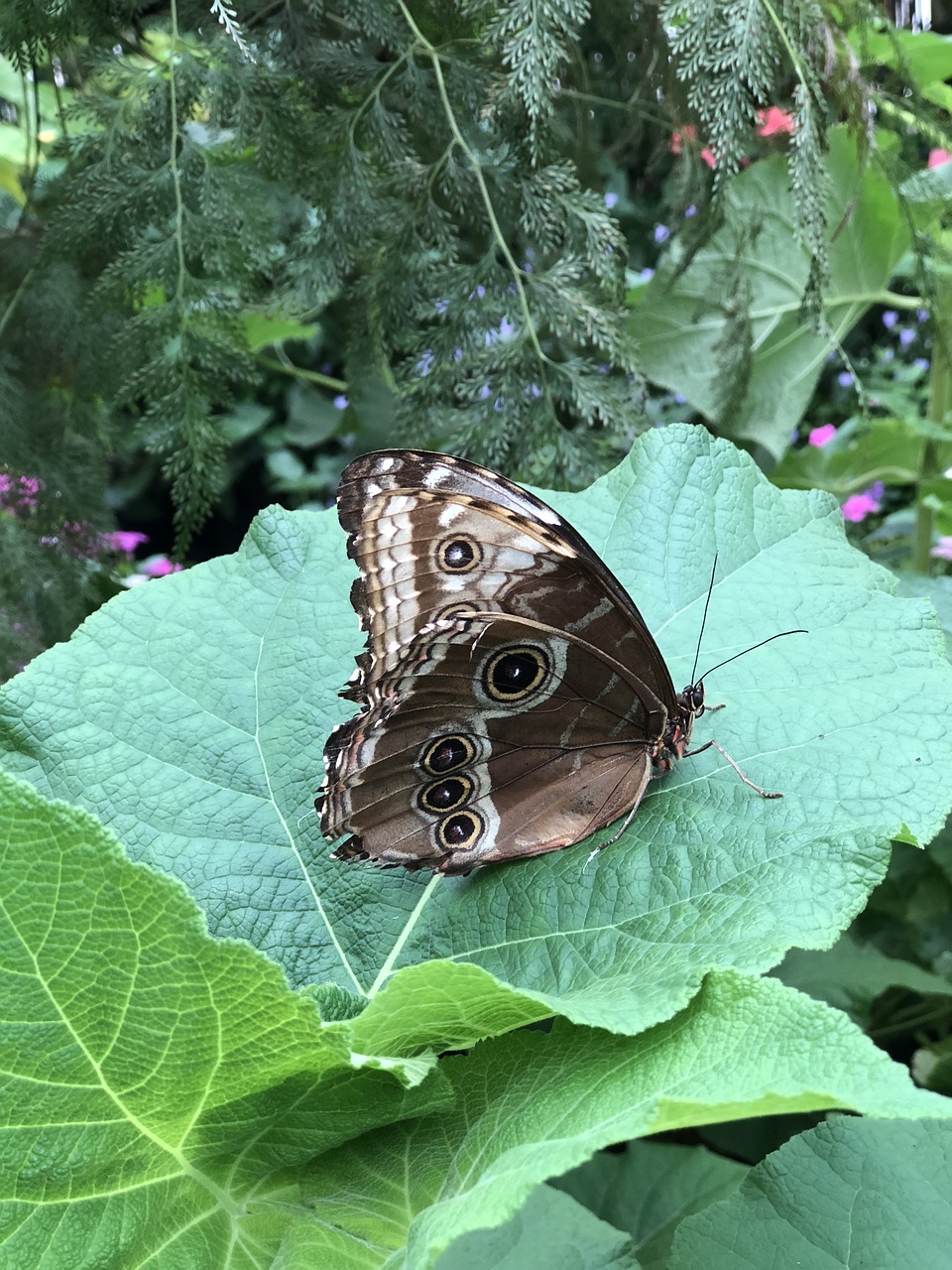 butterfly  nature  sheet free photo