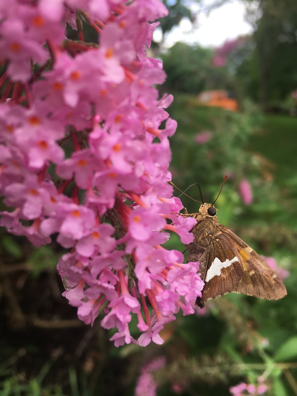 butterfly  moth  nature free photo