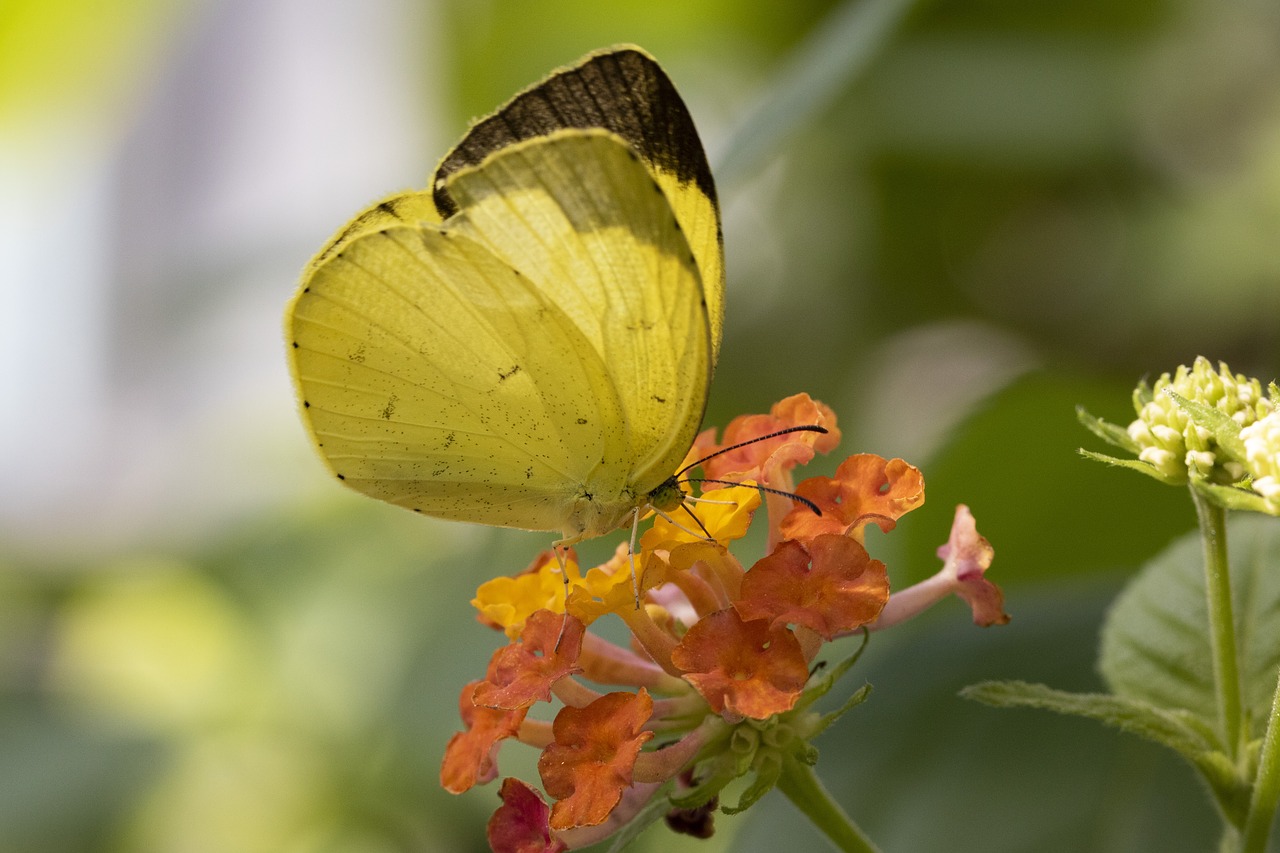 butterfly  insects  nature free photo