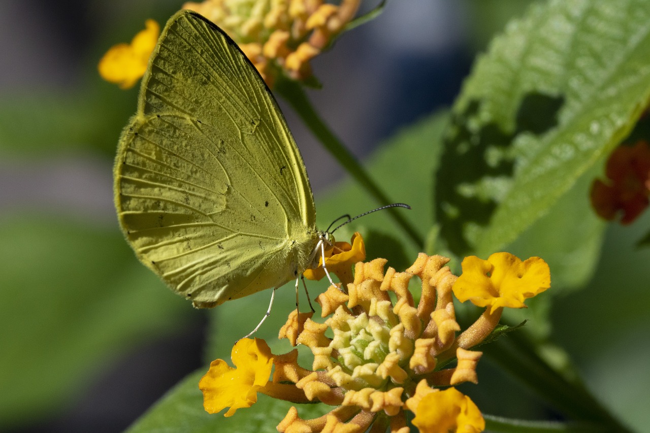 butterfly  insects  nature free photo