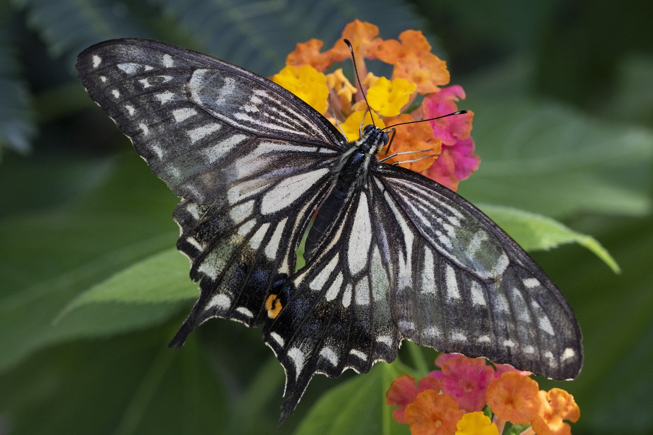 butterfly  insects  nature free photo