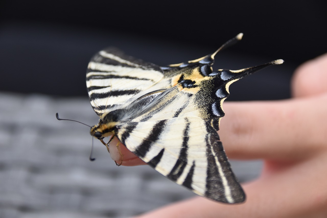 butterfly  insect  nature free photo