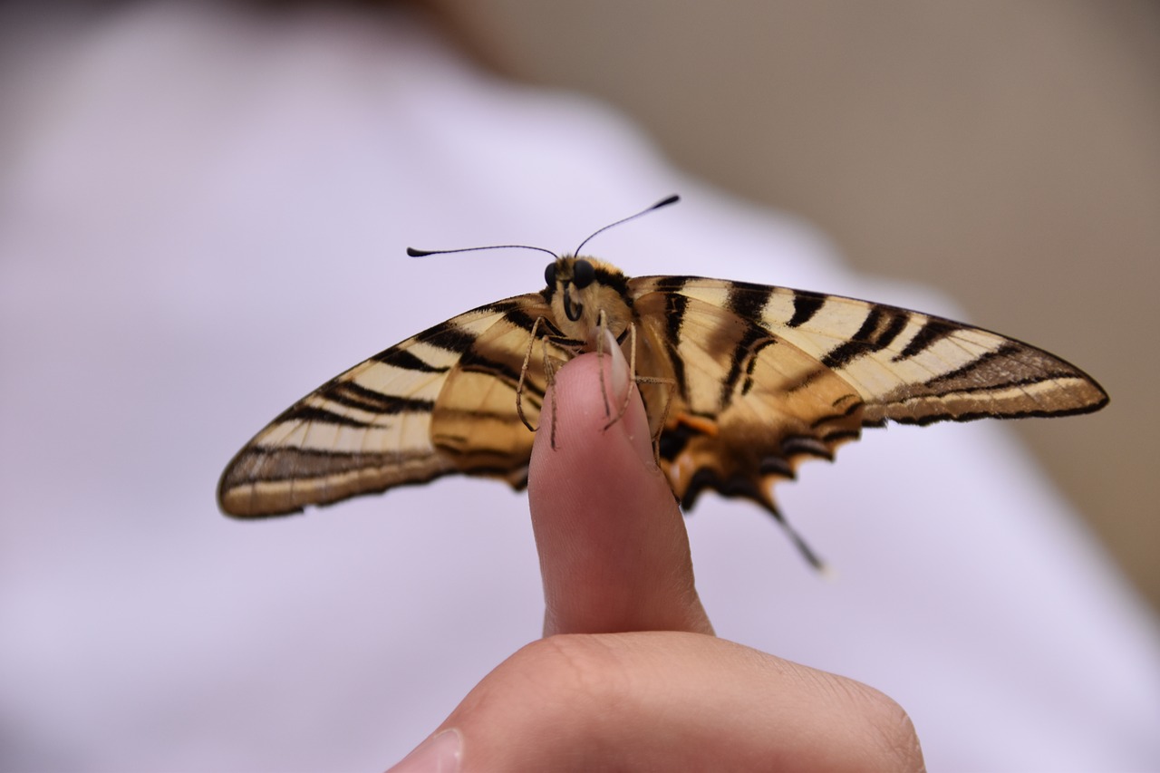 butterfly  insect  nature free photo