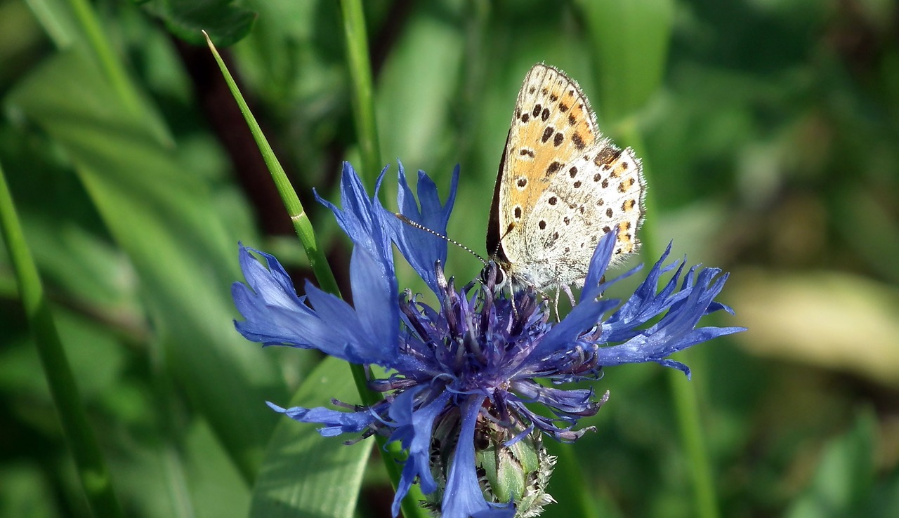 butterfly  insect  flower free photo