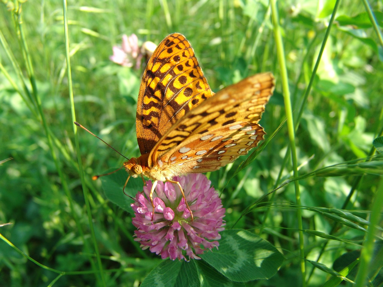 butterfly  flower  summer free photo