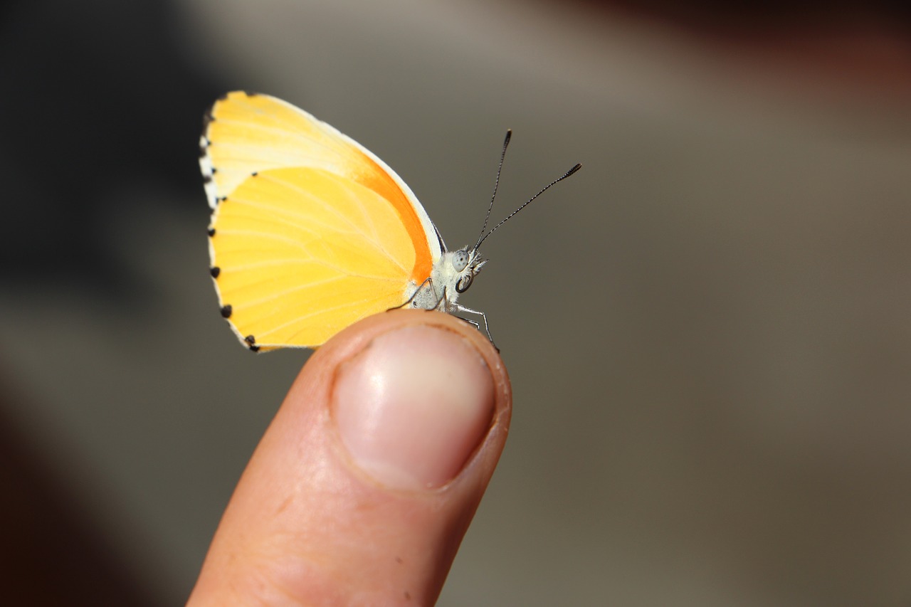 butterfly  yellow  insect free photo