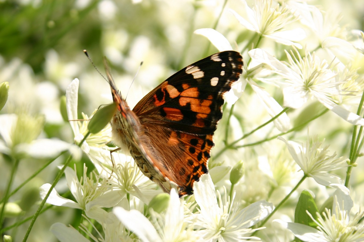 butterfly summer close-up free photo