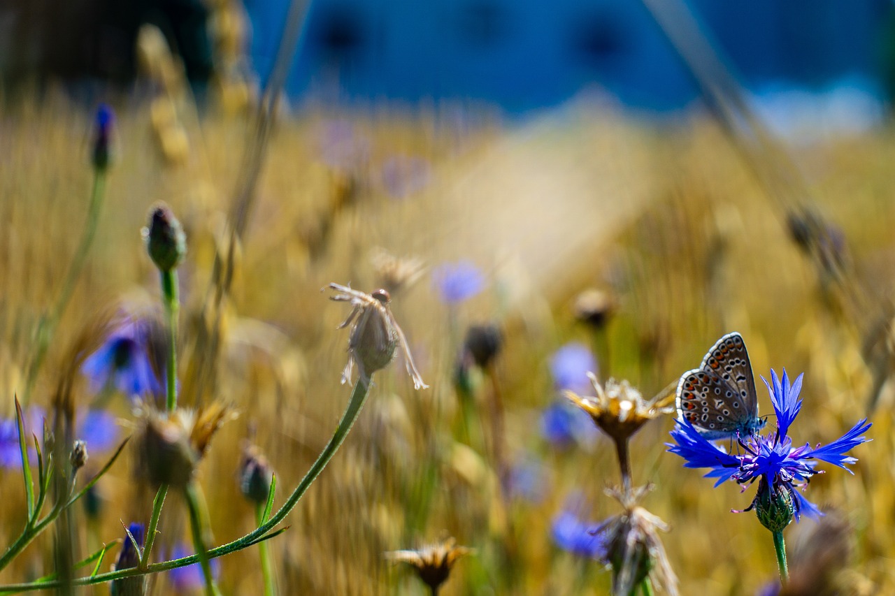 butterfly  field  summer free photo