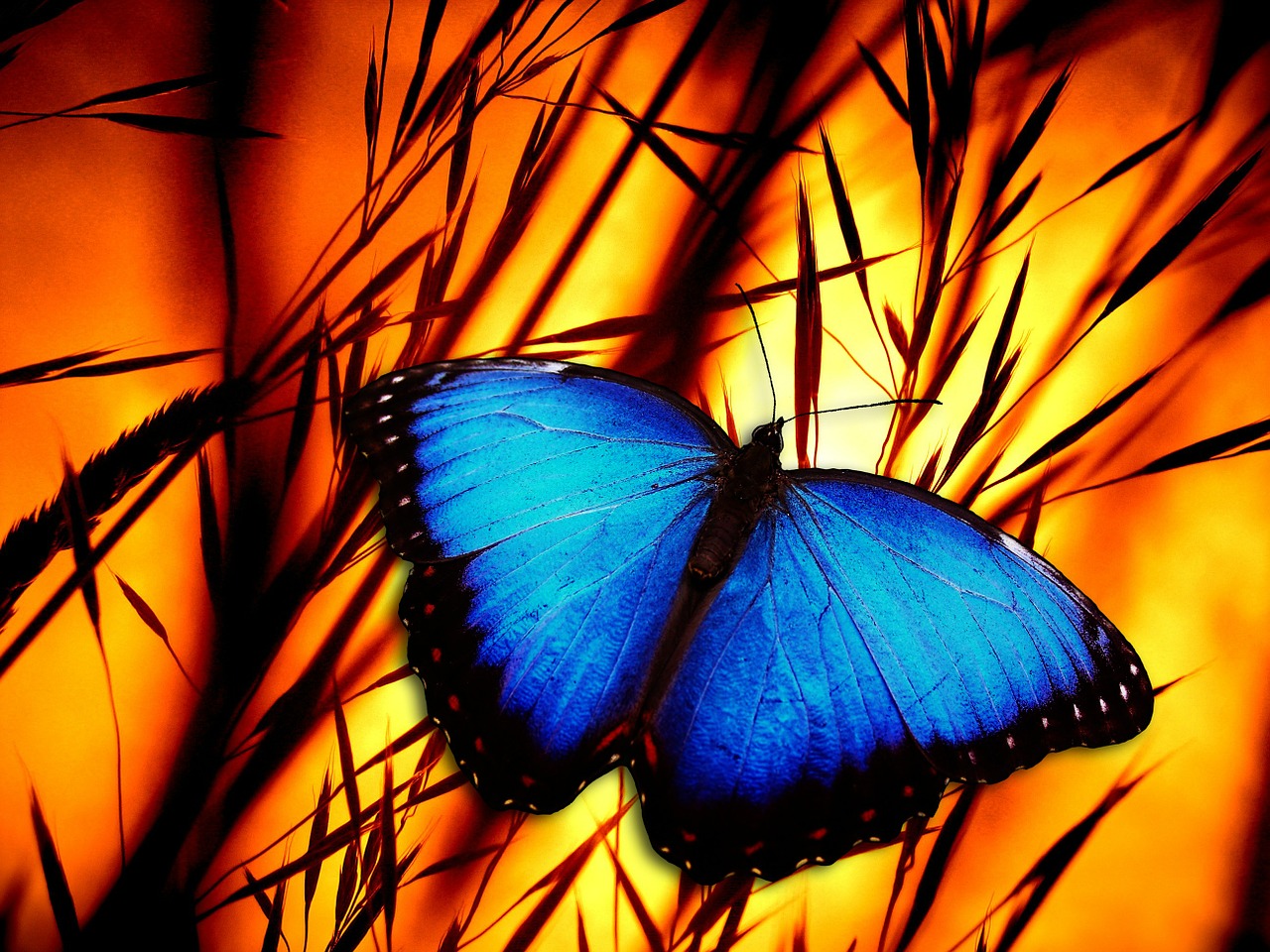 butterfly halme meadow free photo