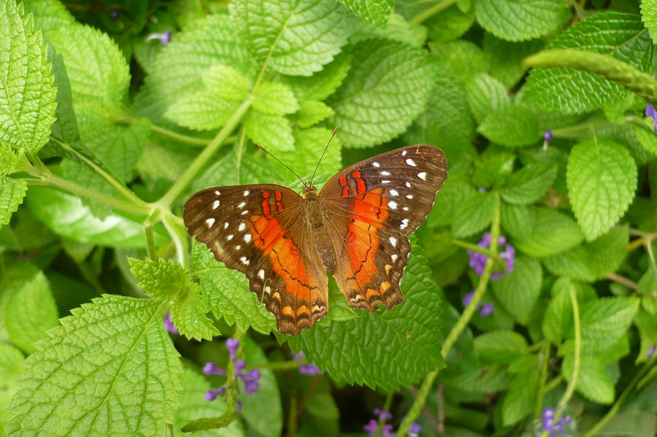 butterfly  colorful  wing free photo
