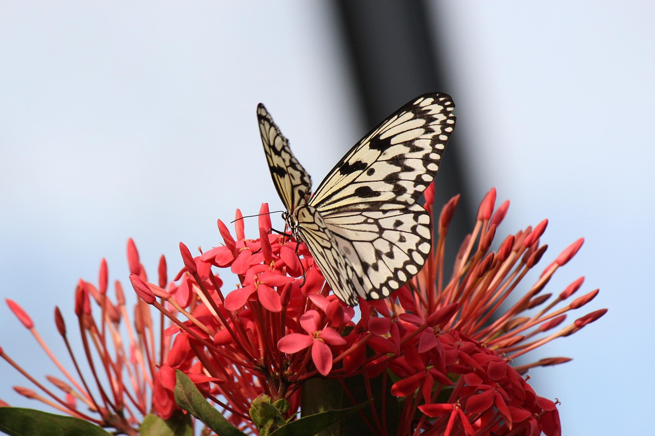 butterfly flower insect free photo