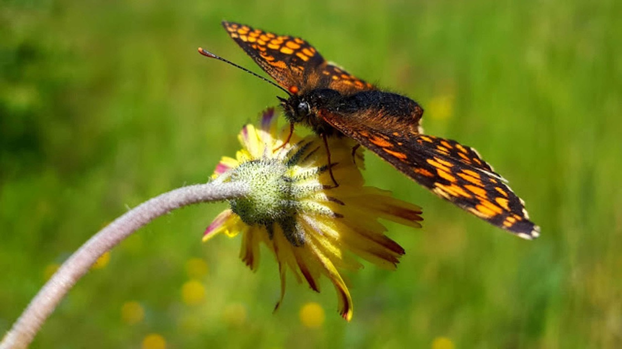 butterfly  the field  nature free photo