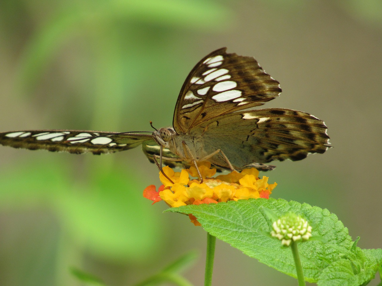 butterfly  nature  green free photo