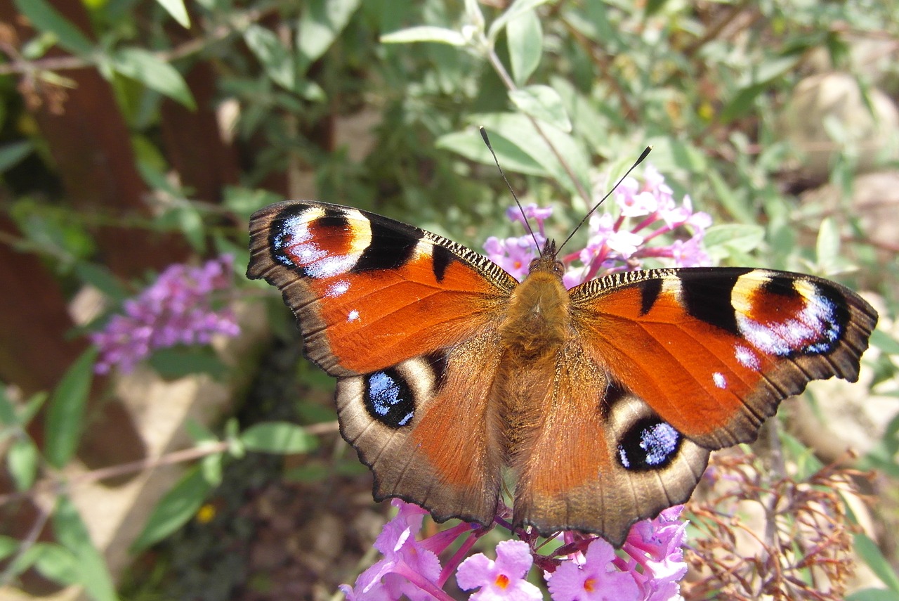 butterfly  insect  wings free photo