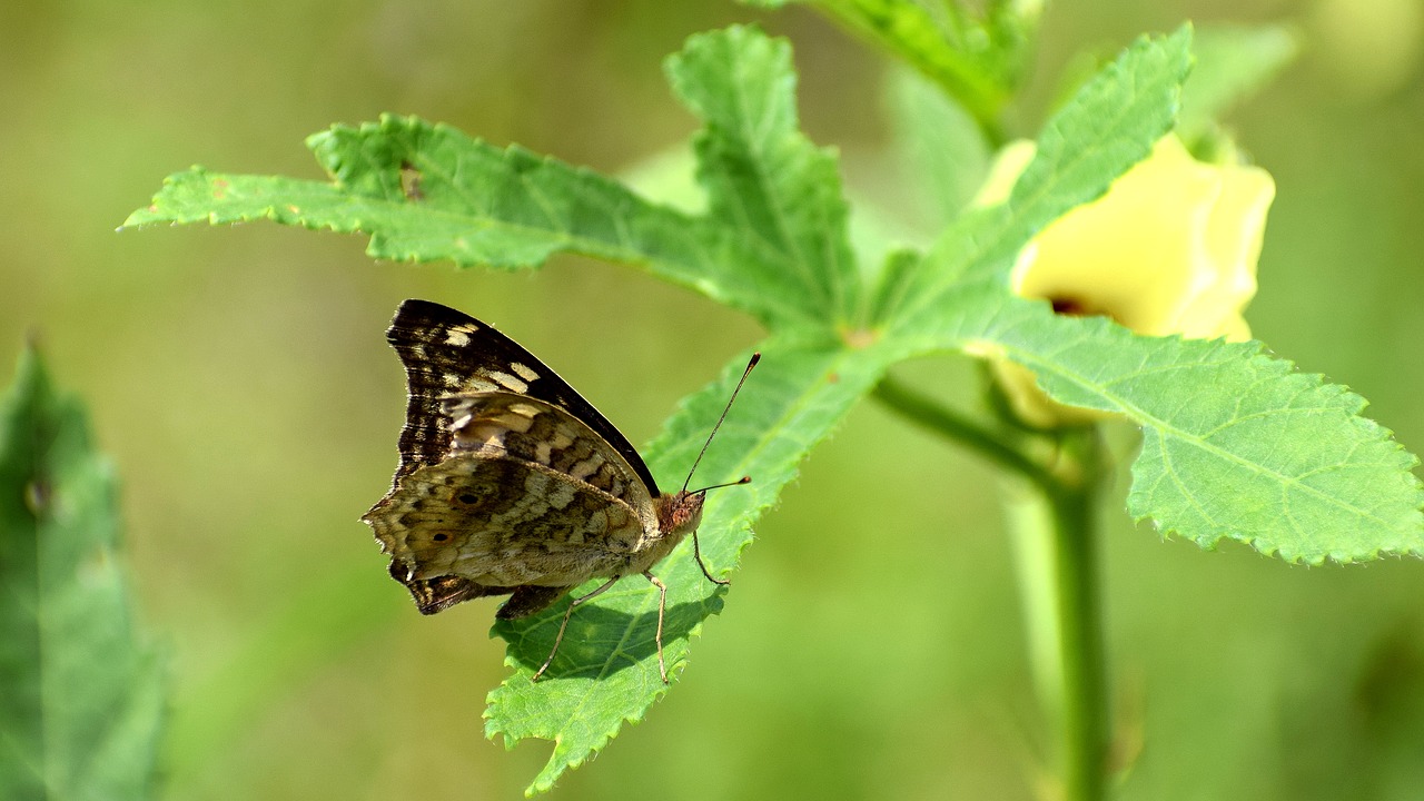 butterfly  leaves  plant free photo