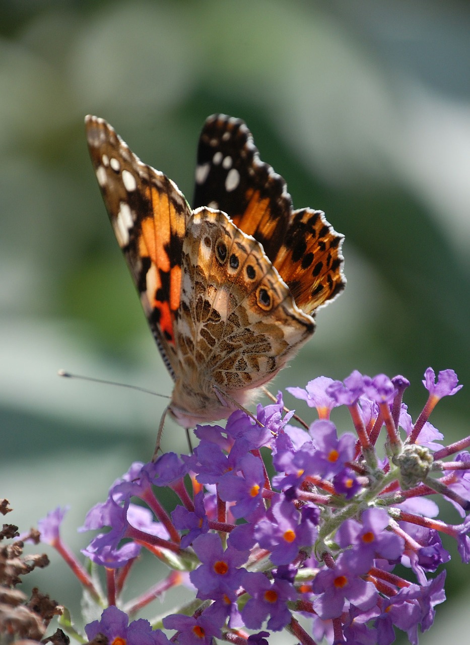 butterfly insect painted lady free photo