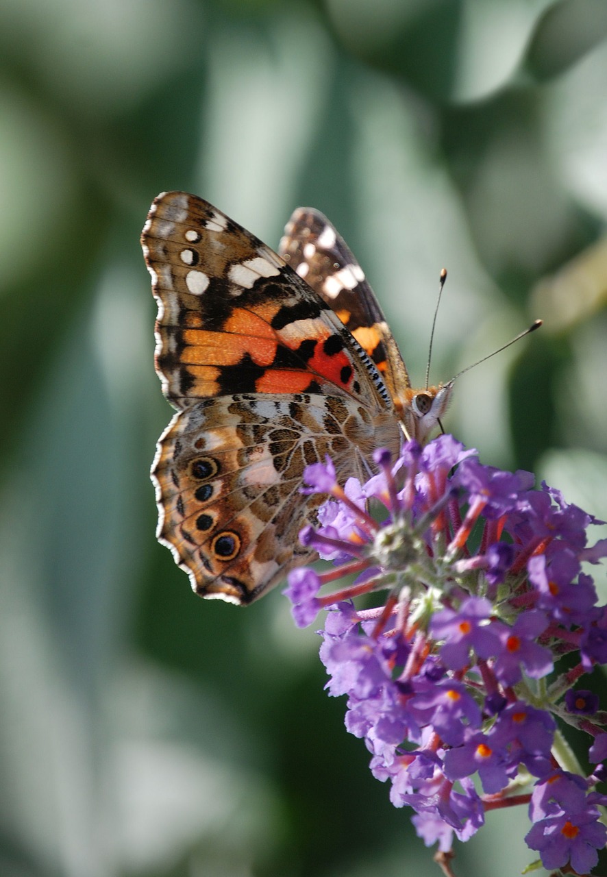 butterfly insect painted lady free photo