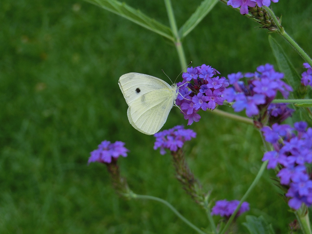 butterfly  white ling  blossom free photo